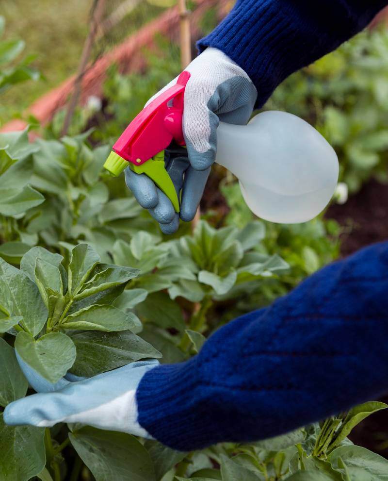 Curso Práctico de Biofertilizantes para Hortalizas Foto 1 (1)