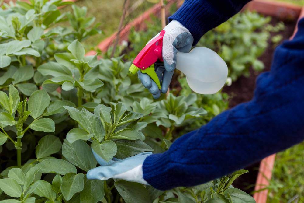 Curso Práctico de Biofertilizantes para Hortalizas Foto 1 (2)